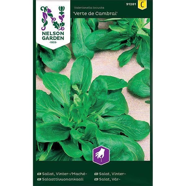 Sallat, Vinter- / Mache, Vert de Cambrai, v30