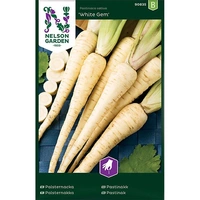 Palsternacka, White Gem, v30