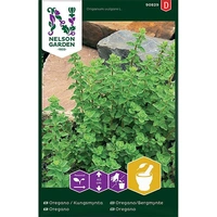 Oregano, Kungsmynta, v30