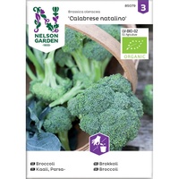 Broccoli Calabrese natalino Organic v26
