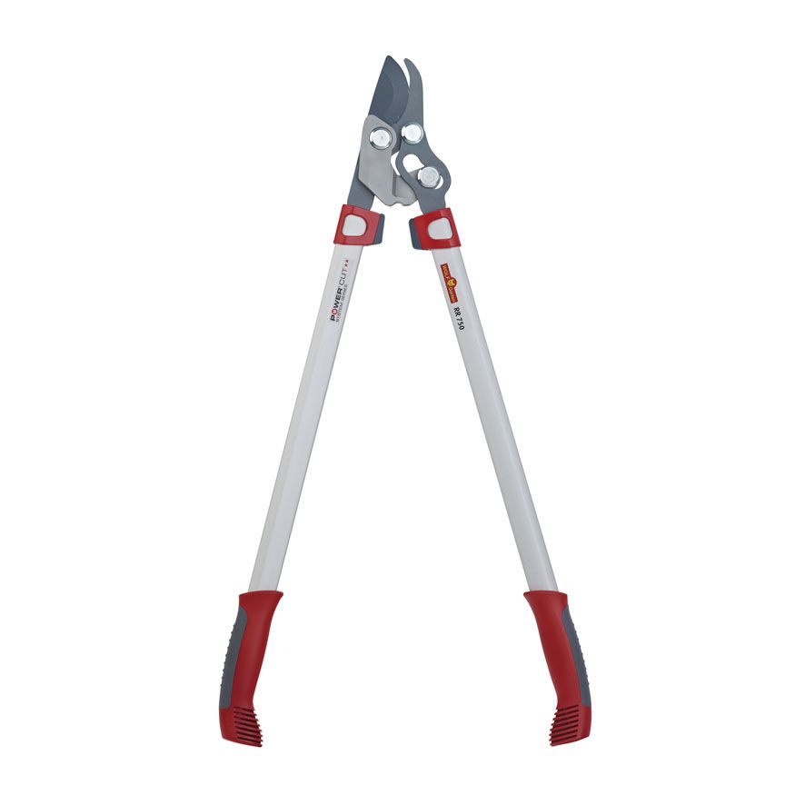 Wolf grensax papegoj