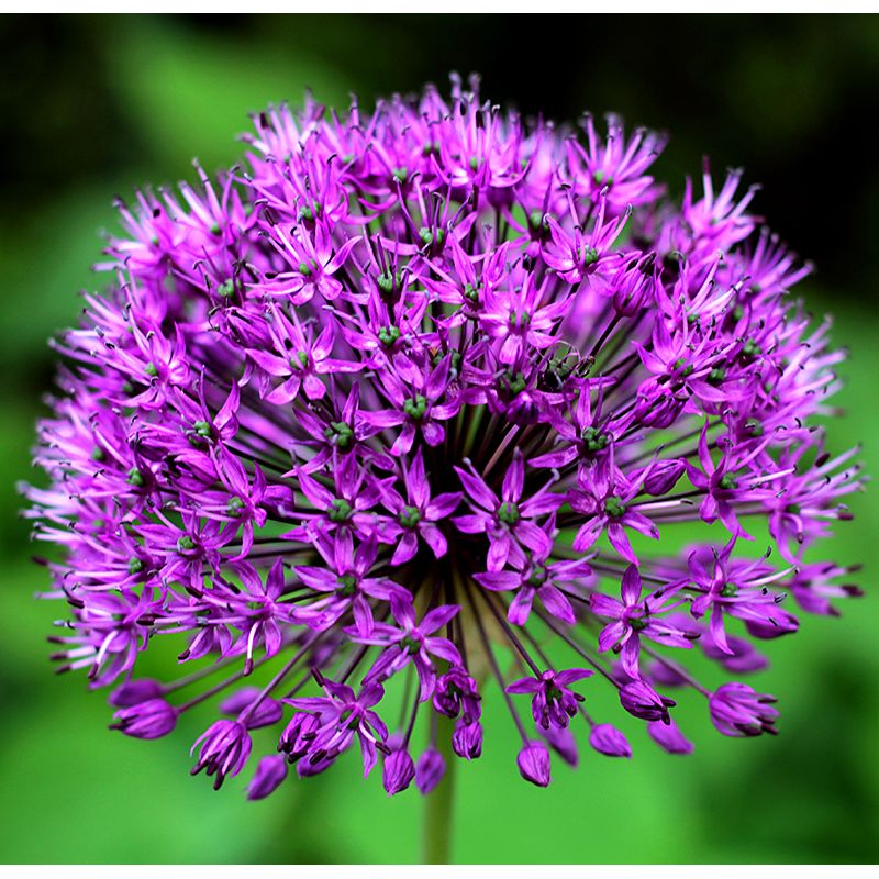 Allium aflatunense Purple Sensation 12/14 Lila ca 80 cm - (50p)