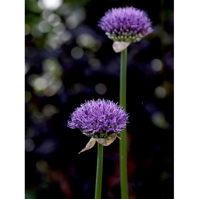 Allium aflatunense Purple Sensation 12/14 Lila ca 80 cm