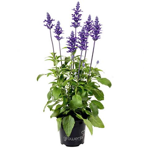 Salvia Blå 12-pack