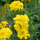 Tagetes låg Gul 8cm 24-pack