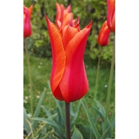 Tulpan Ballerina I Liljeblom Orange/Gul - 50p