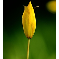 Tulpan Sylvestris 6+ Vild Botanisk Gul - 50p