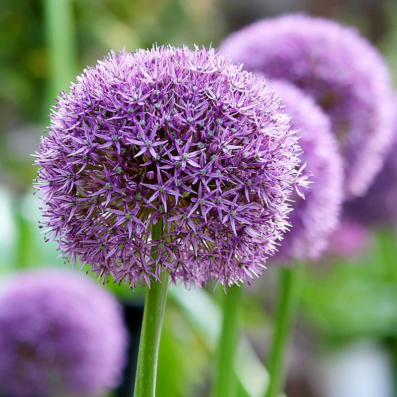 Allium Giganteum 20+ Lila ca 150 cm