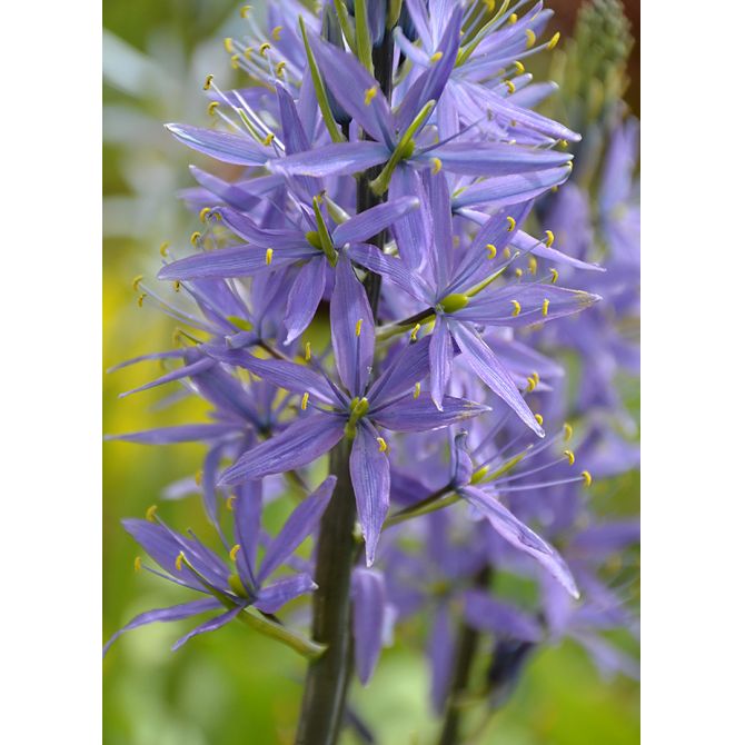 Camassia leichtlinii Caerulea 14+ Blå