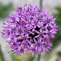 Allium Gladiator 20+ ca 120 cm - 25p