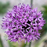 Allium Gladiator 20+ ca 120 cm - 25p