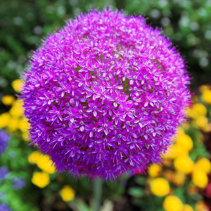 Allium Gladiator 20+ ca 120 cm