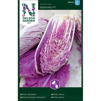 Kål, Sallads-, Scarvita F1, v30