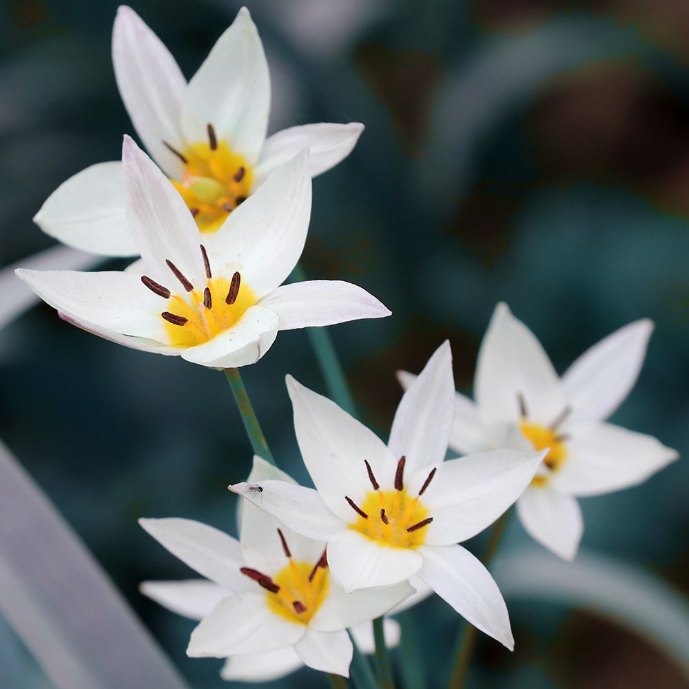 Tulpan Turkestanica 8+ Dvärg Botanisk Vit/Gul - 50p