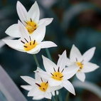 Tulpan Turkestanica 5/6 Dvärg Botanisk Vit/Gul
