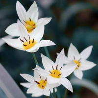 Tulpan Turkestanica 8+ Dvärg Botanisk Vit/Gul - 50p