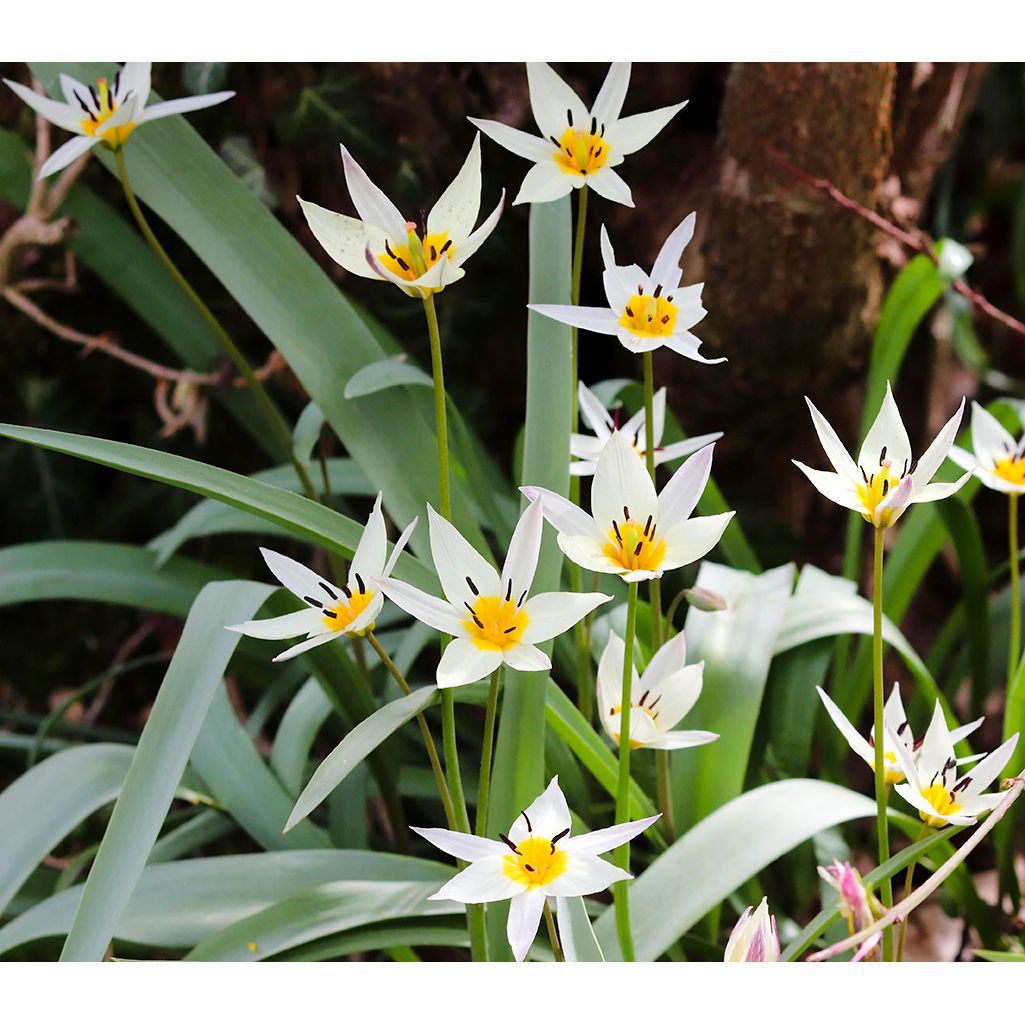 Tulpan Turkestanica 8+ Dvärg Botanisk Vit/Gul - 50p