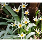 Tulpan Turkestanica 8+ Dvärg Botanisk Vit/Gul - 50p