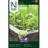 Rucola / Sandsenap, Speedy, v30