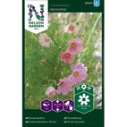 Rosenskära, Apricotta, v22