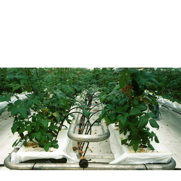 Tryckreglerande Drippers 8l/h grå/grön