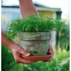 Dill, Blad-, Teddy, v30