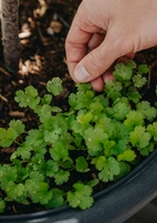 Koriander, Crusier v22