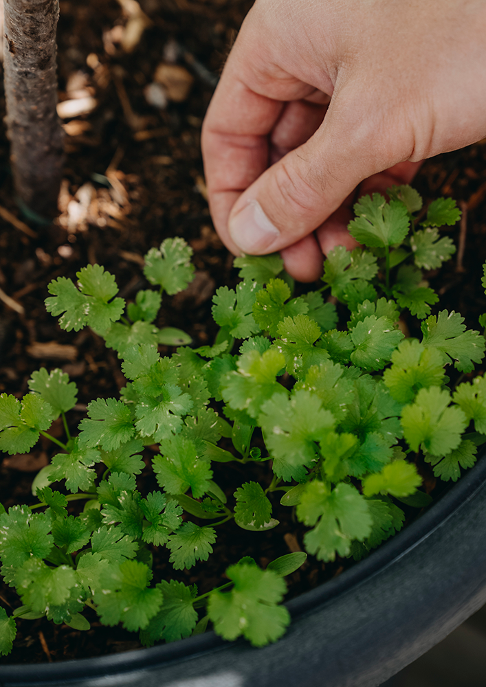 Koriander, Crusier v22