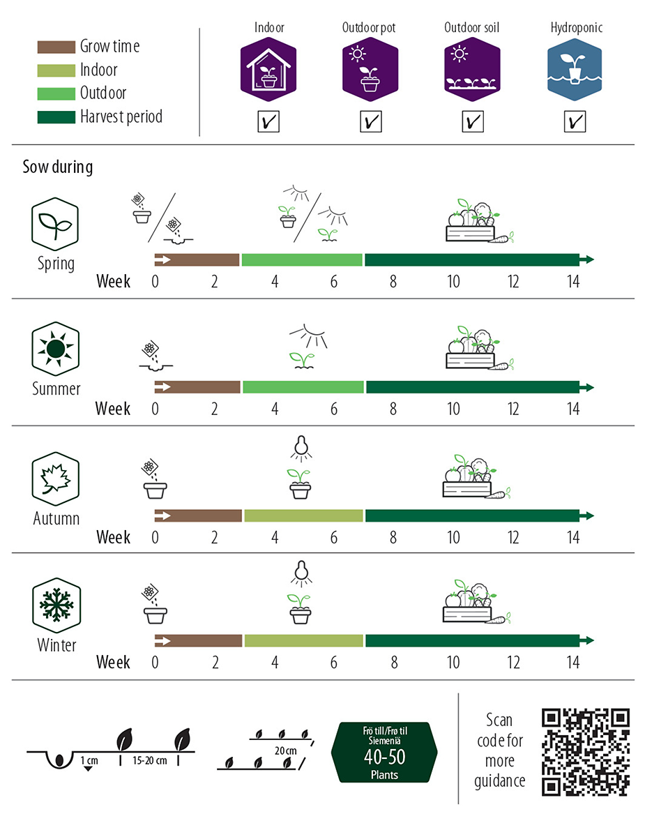 Koriander, Crusier v22