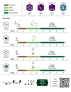 Koriander, Crusier v22