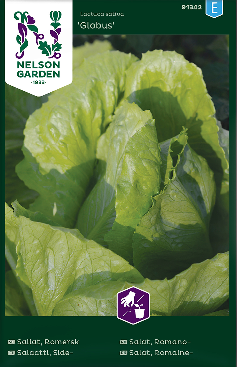 Sallat, Romersk Globus v30)