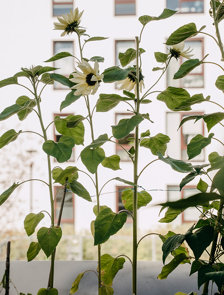 Solros, Buttercream F1 v26