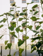 Solros, Buttercream F1 v26