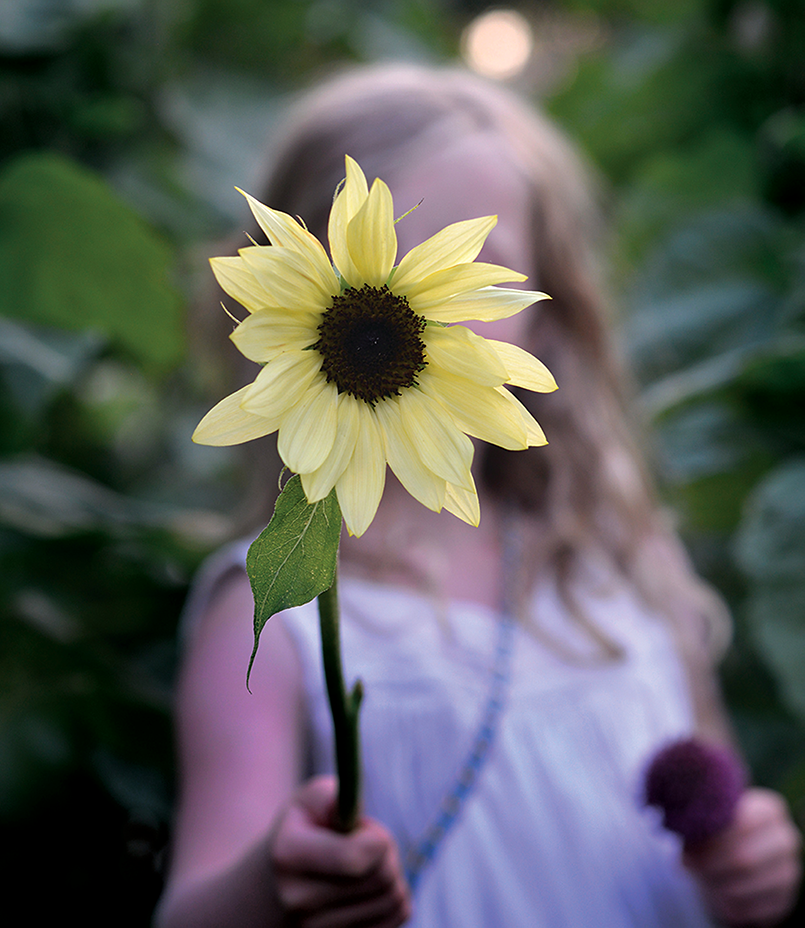 Solros, Buttercream F1 v26