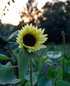 Solros, Buttercream F1 v26