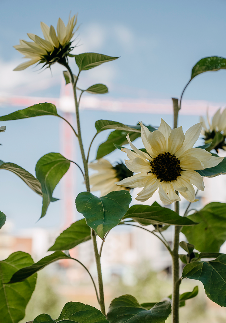 Solros, Buttercream F1 v26