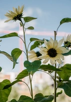 Solros, Buttercream F1 v26