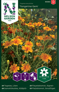 Tagetes, Liten, Tangerine Gem, v22