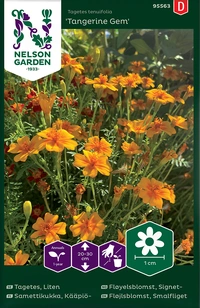Tagetes, Liten, Tangerine Gem, v22