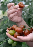 Tomat, Hög Bronzy Organic v15