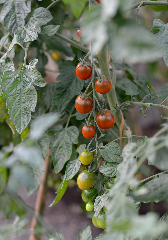 Tomat, Hög Bronzy Organic v15