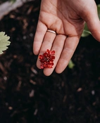 Vädd Prakt Summer fruits v22