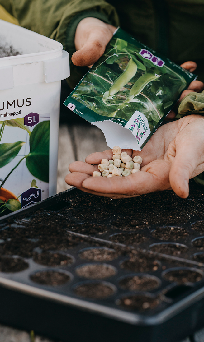 Ärt, brytsocker Nairobi v26