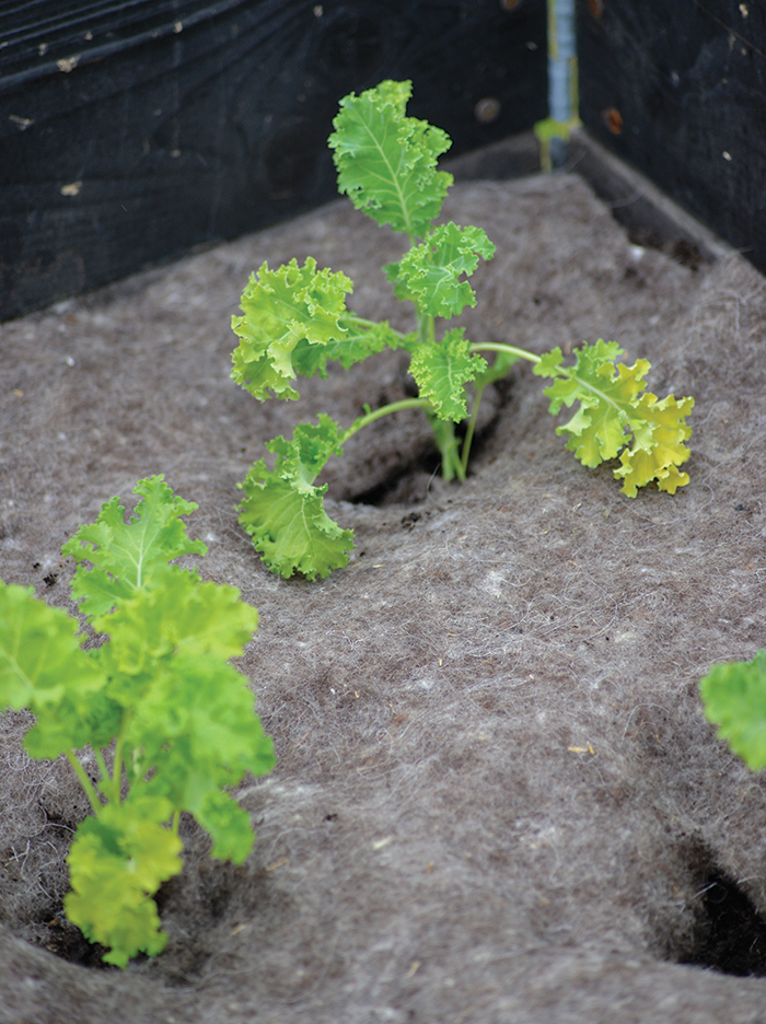 Odlingsduk ull 120x80cm 250g/kvm 5mm