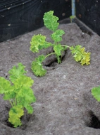 Odlingsduk ull 120x80cm 250g/kvm 5mm