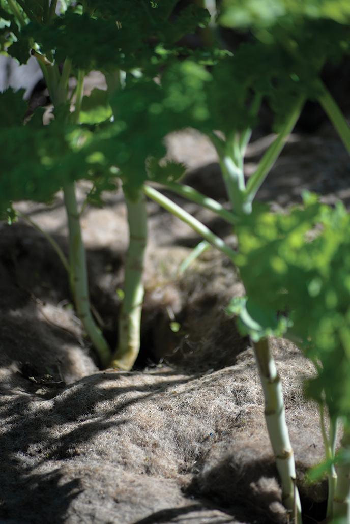 Odlingsduk ull 120x80cm 250g/kvm 5mm