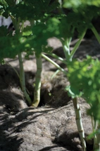 Odlingsduk ull 120x80cm 250g/kvm 5mm