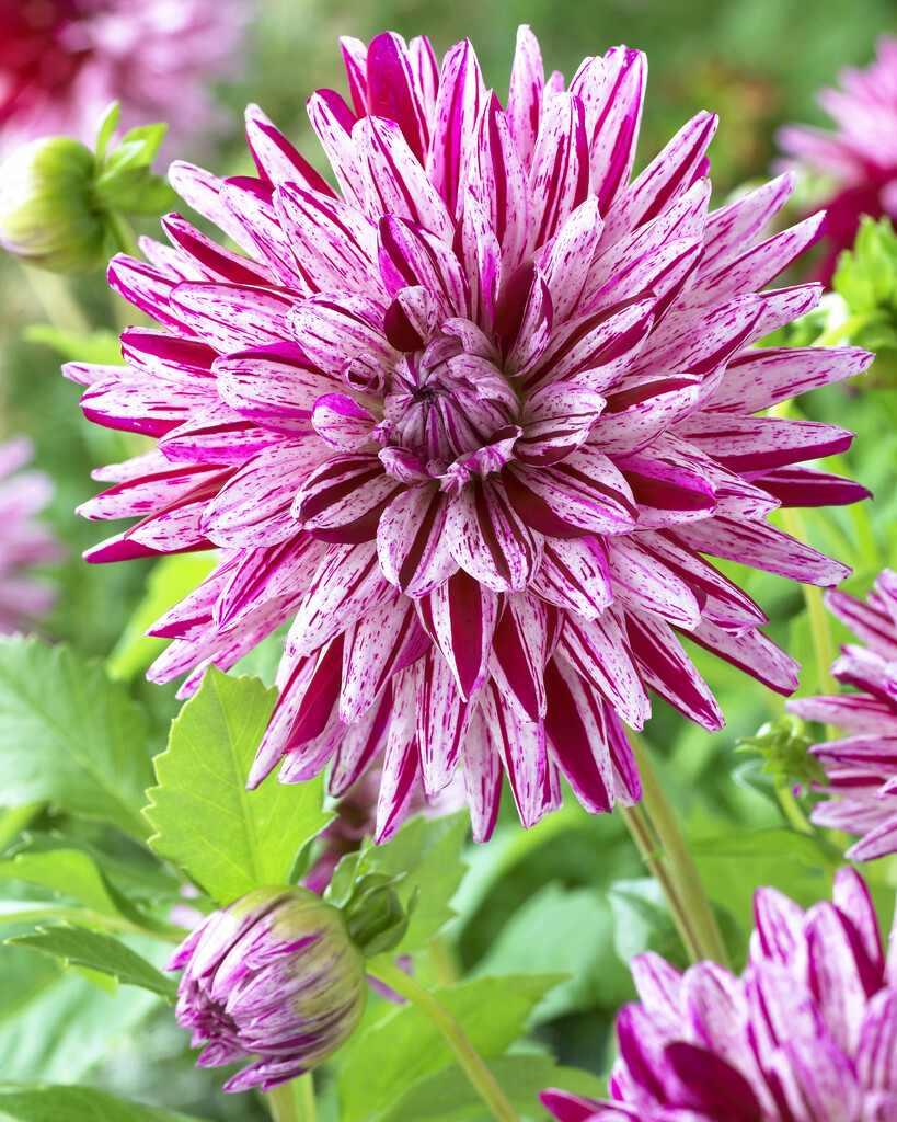 Dahlia Dekorativ Blackberry Ripple (1)