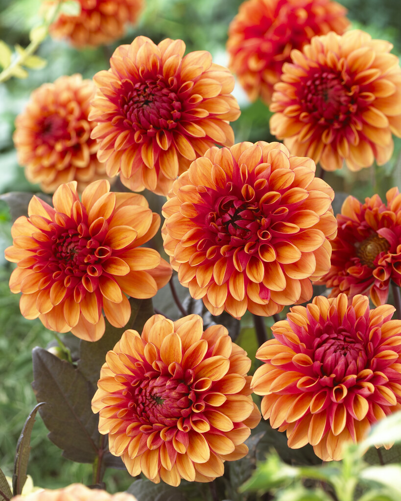 Dahlia Dekorativ David Howard (1)