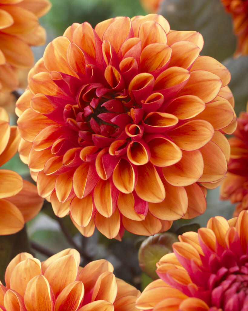 Dahlia Dekorativ David Howard (1)